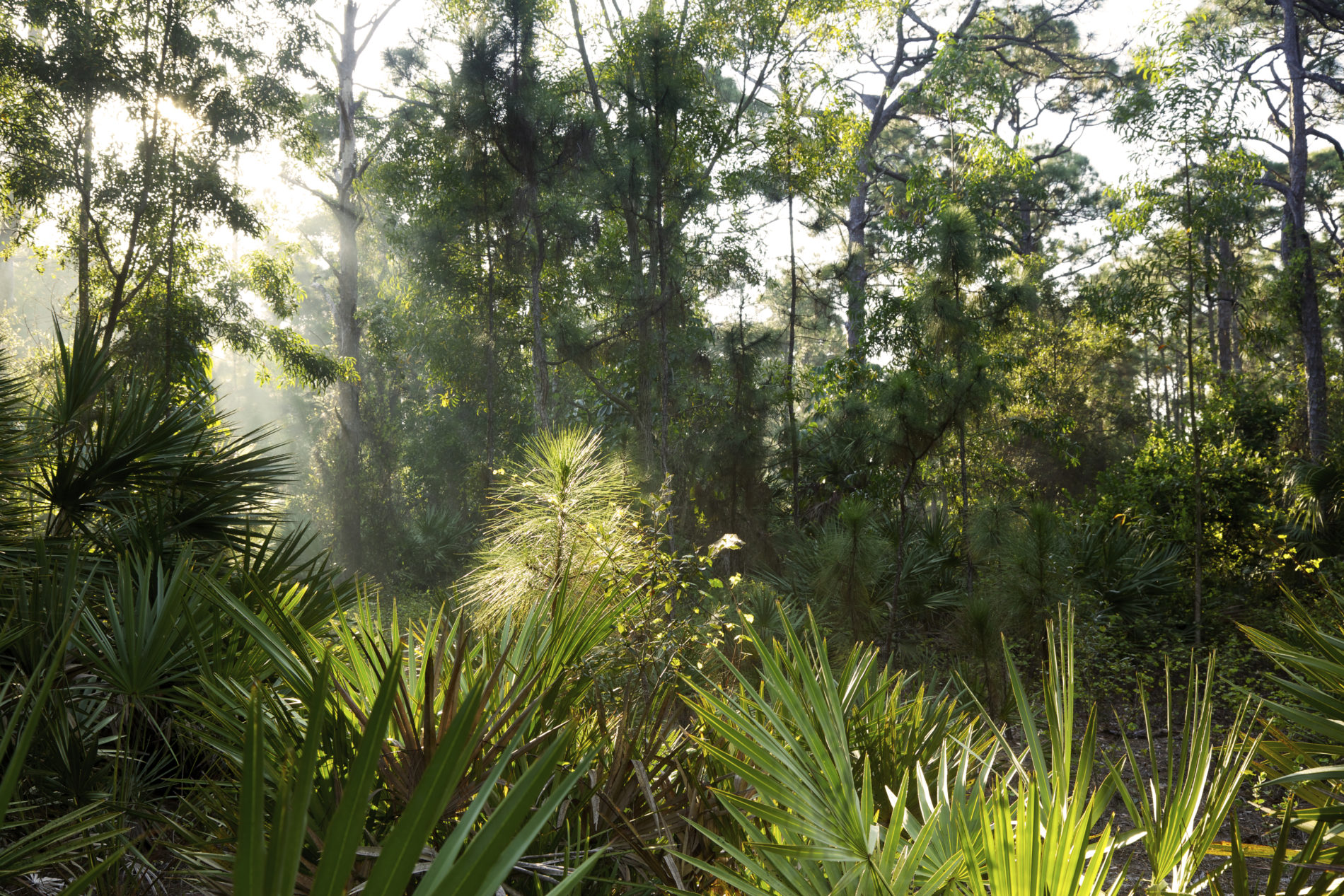 Sunbeams Through Swampy Forest